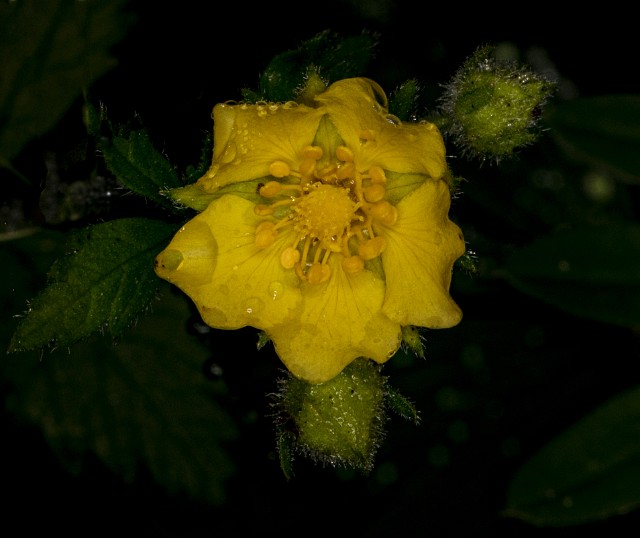Potentilla 19-4933.jpg